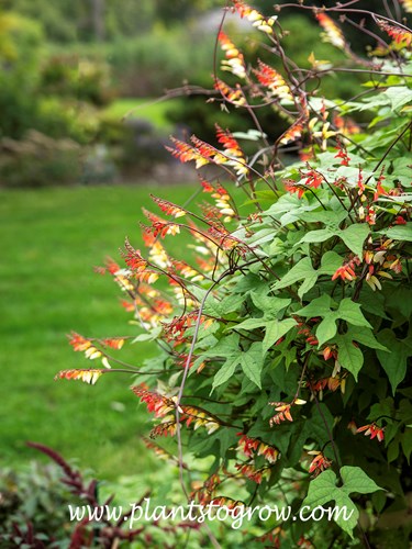 Spanish Flag (Ipomoea lobata)